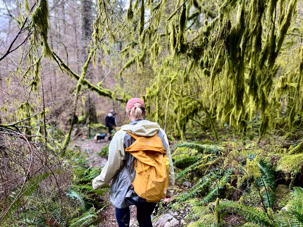 A hiker with a yellow pack walking through moss-covered trees